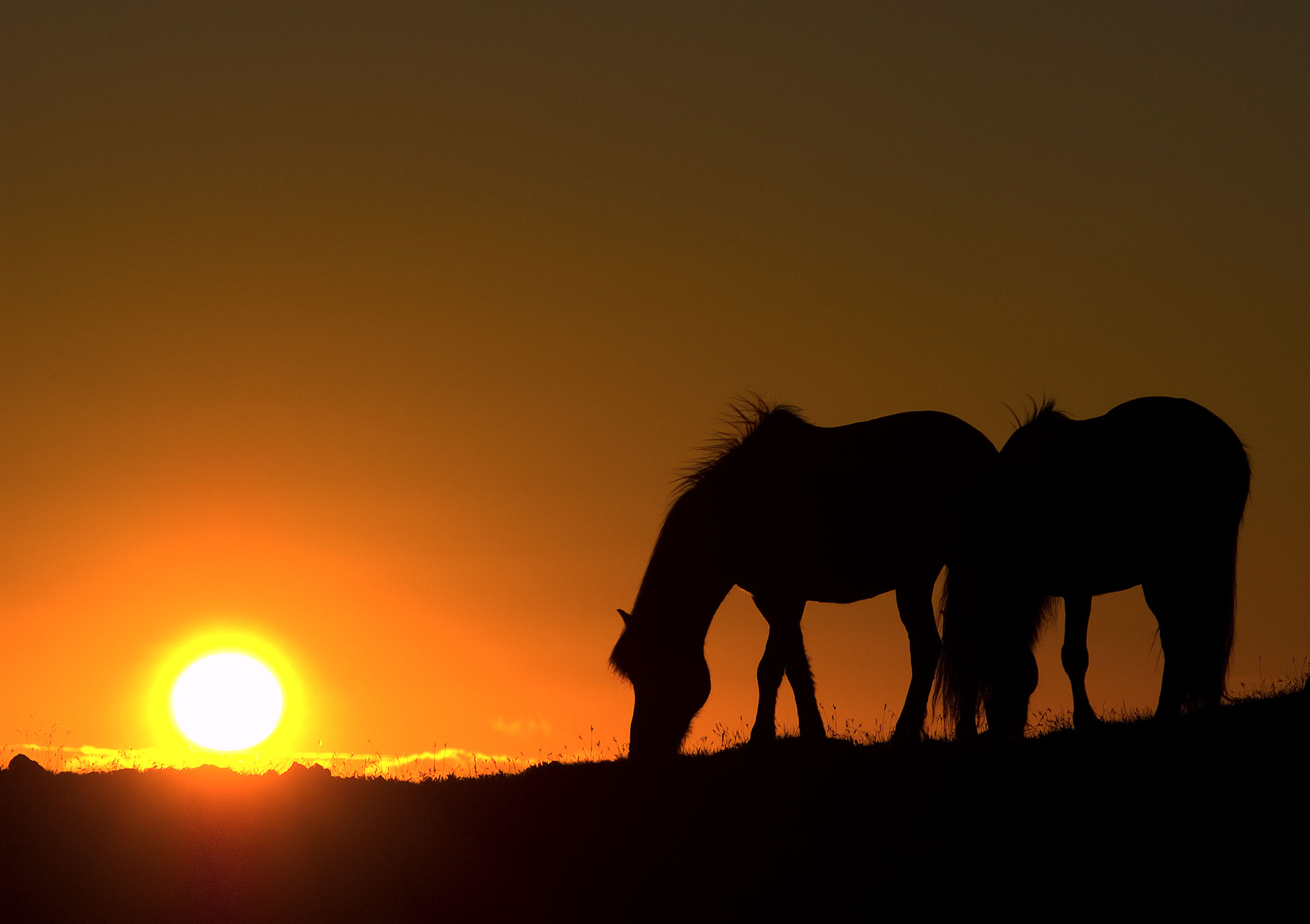 Brúnir Horse Cafe